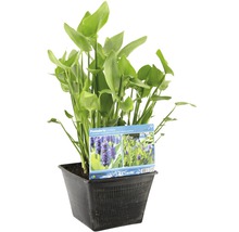 Pontédérie cordée en pot plastique noir