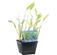 Thalia dealbata plante aquatique en pot