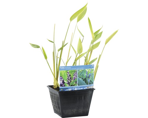 Thalia dealbata plante aquatique en pot