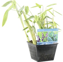 Thalia dealbata plante de marais dans un pot de fleurs noir