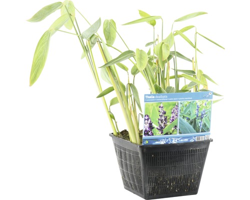 Thalia dealbata plante de marais dans un pot de fleurs noir