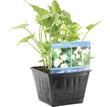 Zantedeschia aethiopica plante aquatique dans un pot noir