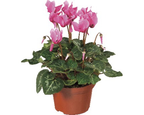 Zyklame im Topf mit rosa Blüten