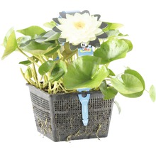 Nénuphar en panier avec fleurs blanches et feuilles vertes