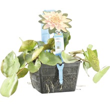 Nénuphar en panier pour bassins de jardin