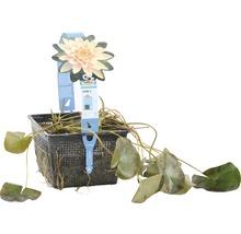 Nénuphar en pot
