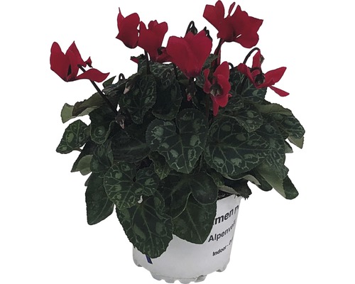 Alpenveilchen im Topf