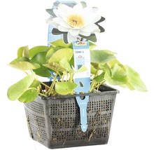 Nénuphar dans un panier pour bassin de jardin, zone 4