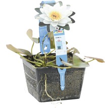 Nénuphar dans un panier à plantes noir avec étiquette