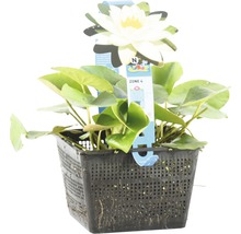 Seerose FloraSelf Nymphaea tetragona H 10-30 cm Co 3 L