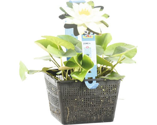Nénuphar dans un panier de plantation noir avec une fleur blanche