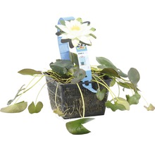 Seerose FloraSelf Nymphaea tetragona H 10-30 cm Co 3 L