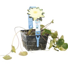 Nénuphar dans un panier à plantes noir