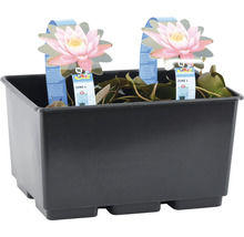 Seerose FloraSelf Nymphaea 'Firecrest' H 10-20 cm Co 3 L