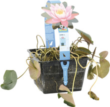 Seerose FloraSelf Nymphaea 'Firecrest' H 10-20 cm Co 3 L