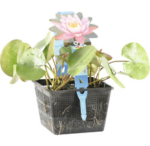 Seerose FloraSelf Nymphaea 'Firecrest' H 10-20 cm Co 3 L