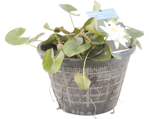 Mutterpflanze weiße Seerose FloraSelf Nymphaea-Cultivars H 20-50 cm Co 22 L
