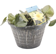 Nénuphar dans un panier de plantation