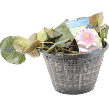 Nénuphar rose plante mère FloraSelf Nymphaea-Cultivars h 20-50 cm panier 22 L