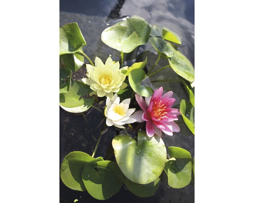 Nénuphar Trio FloraSelf plante mère Nymphaea-Cultivars H 20-50 cm panier 22 l (3 pces)