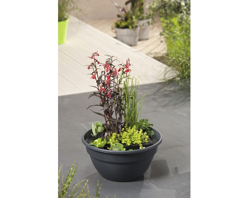 Mini-bassin FloraSelf avec plantes et anneau de culture coupelle Ø 40 cm