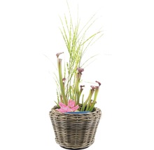 Fleischfressende Pflanze im Korbtopf mit dekorativem Gras und Blüte