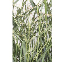Panic érigé FloraSelf Panicum virgatum 'Prairie Sky' h 20-60 cm Co 3 l