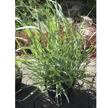 Roseau de Chine en pot pour le jardin