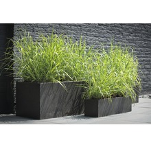 Panic érigé FloraSelf Panicum virgatum 'Prairie Sky' h 20-60 cm Co 3 l