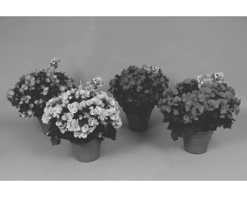 Cinq plants de bégonias en pots