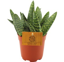 Aloe FloraSelf Aloe paradisicum H 15-21 cm pot de Ø 10,5 cm-thumb-0