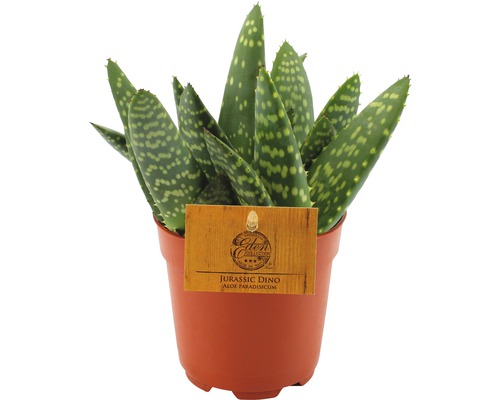 Aloe FloraSelf Aloe paradisicum H 15-21 cm pot de Ø 10,5 cm-0