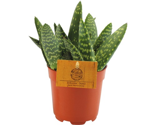 Aloe paradisicum Jurassic Dino en pot