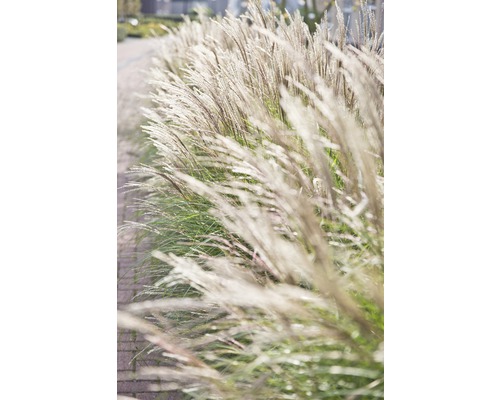 Herbe ornementale décorative dans le jardin.