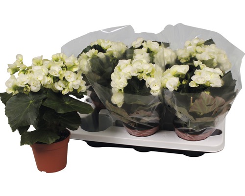 Elatior-Begonie FloraSelf Begonia elatior 'Netja' H 30-40 cm Ø 14 cm Topf