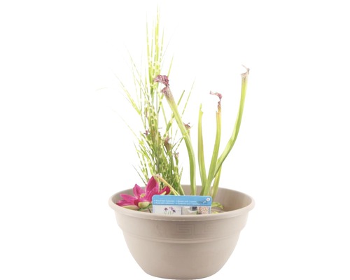 Mini-bassin FloraSelf avec plantes et anneau de culture, coupelle Ø 40 cm taupe