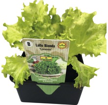 Salade 'Lollo Bionda' FloraSelf Letuca sativa lot de 6-thumb-0