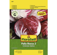FloraSelf Radicchio Palla Rossa 2 Samenpackung