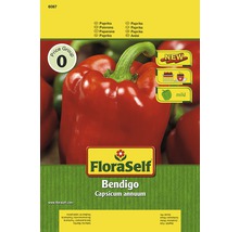 Poivron 'Bendigo' FloraSelf semences de légumes hybrides F1-thumb-0