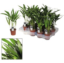 Palmiste multipliant FloraSelf Dypsis H 20-30 cm Ø 7 cm pot-thumb-1