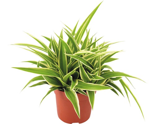 Chlorophytum