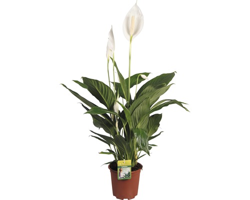 Einblatt FloraSelf Spathiphyllum wallisii 'Bingo Cupido' H 25-35 cm Ø 17 cm Topf Einblatt Pflanze im Topf