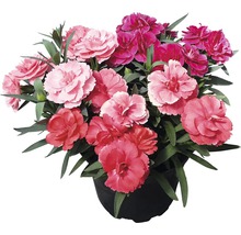 Pot avec différentes fleurs d''œillets