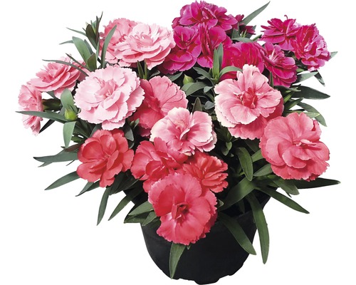Pot avec différentes fleurs d''œillets