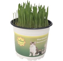 Blé fourrager blé tendre herbe à chat PetSnack FloraSelf Triticum aestivum h 15-17 cm pot de Ø 12 cm