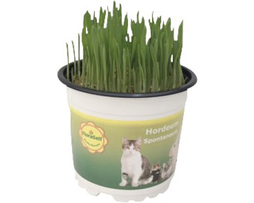 Blé fourrager blé tendre herbe à chat PetSnack FloraSelf Triticum aestivum h 15-17 cm pot de Ø 12 cm
