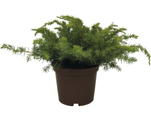 Genévrier des plages FloraSelf Juniperus conferta 'Blue Pacific' H 20-30 cm Co 2 L