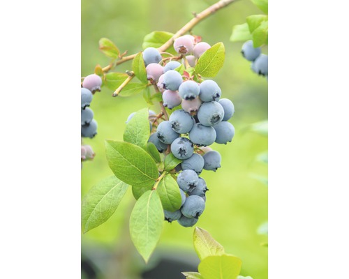 Myrtillier bio FloraSelf Bio Vaccinium corymbosum 'Bluecrop' 'Bluecrop' h 30-40 cm Co 3,4 l