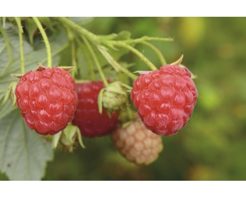 Framboisier estival bio Hof:Obst Rubus idaeus 'Tula Magic'® h 30-40 cm Co 3,4 l Gros plan sur des framboises sur un arbuste