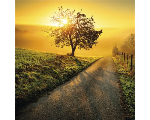 Chemin ensoleillé avec arbre et brouillard matinal